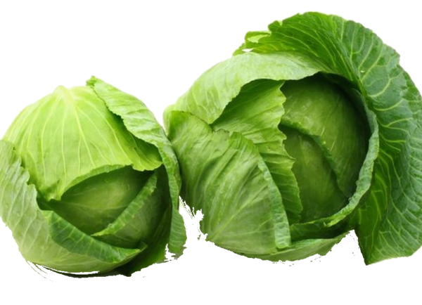 Fresh-Cabbage